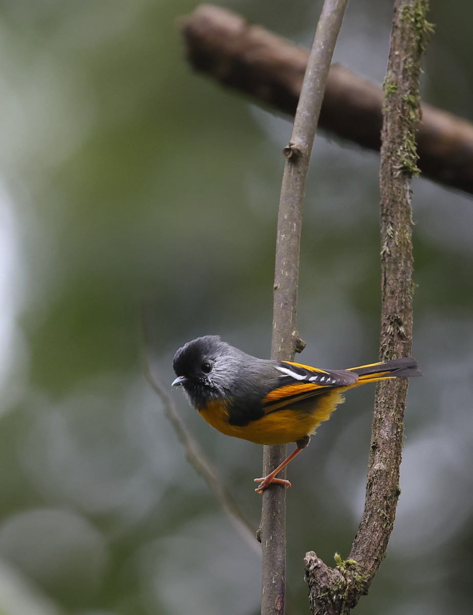 Golden-breasted Fulvetta - ML618489488