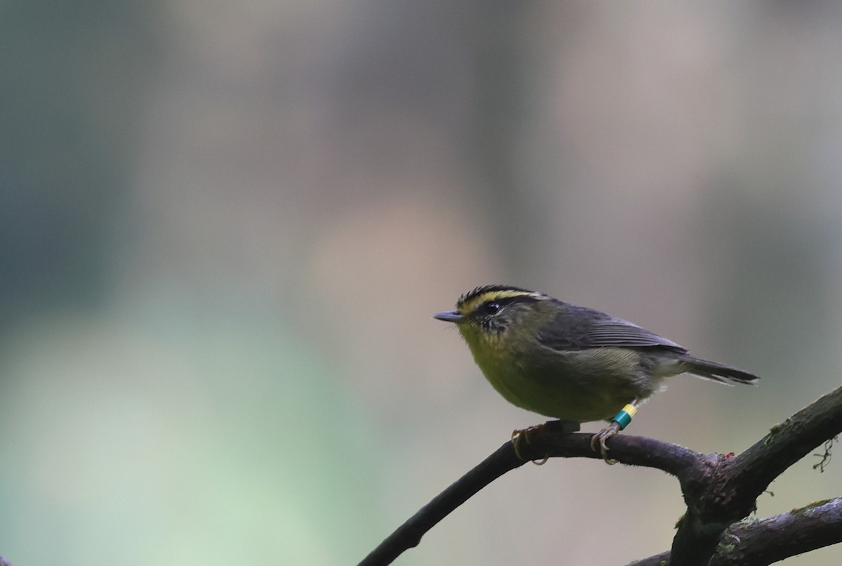Yellow-throated Fulvetta - ML618489495