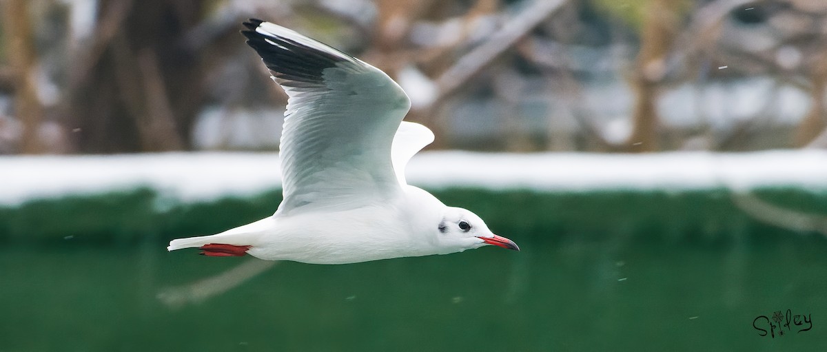 Black-headed Gull - Xingyu Li