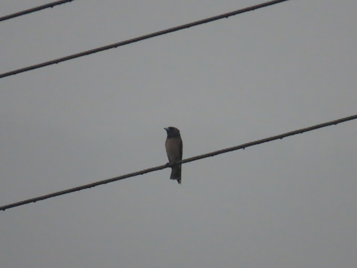 Ashy Woodswallow - ML618489525