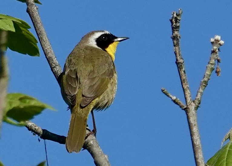 Common Yellowthroat - Jolene Cortright