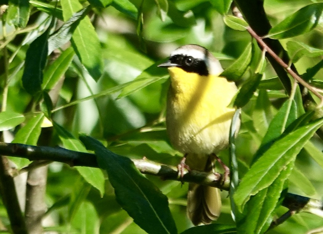 Common Yellowthroat - Jolene Cortright