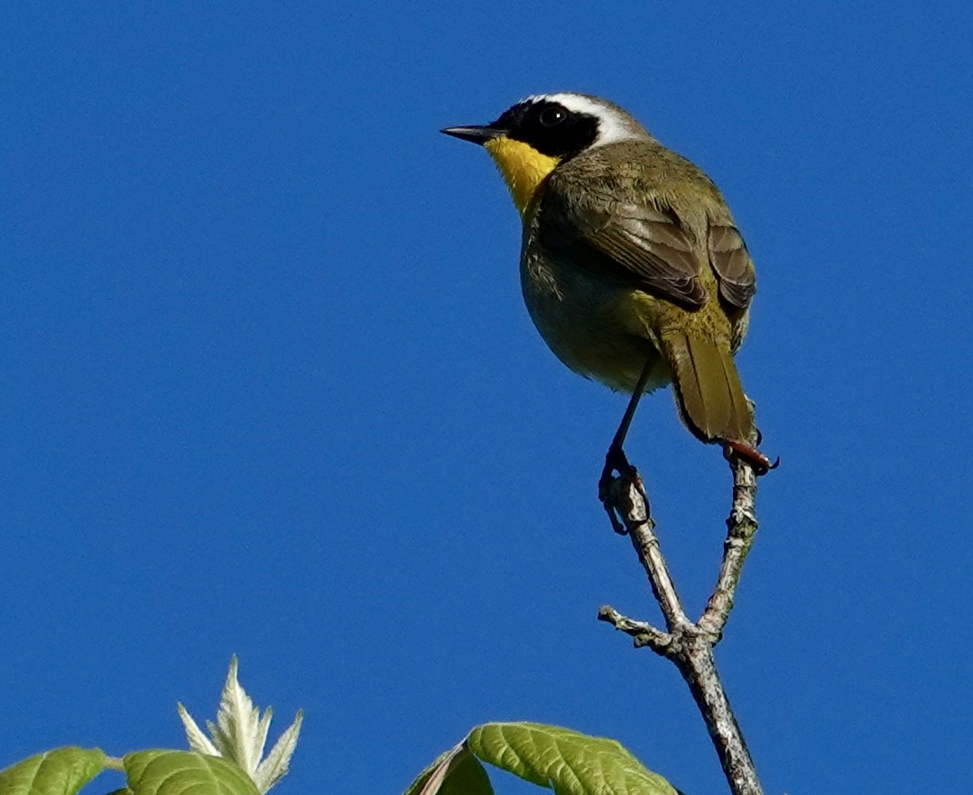 Common Yellowthroat - ML618489532