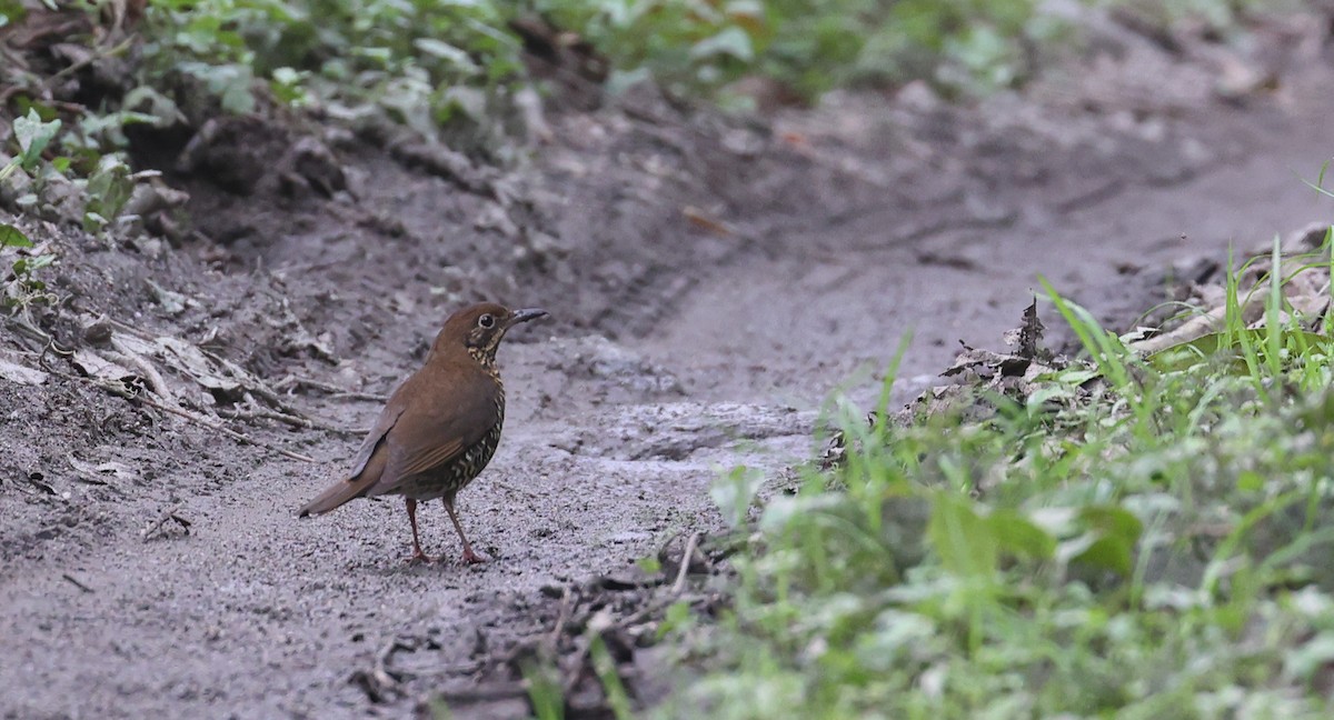 Himalayan Thrush - ML618489548