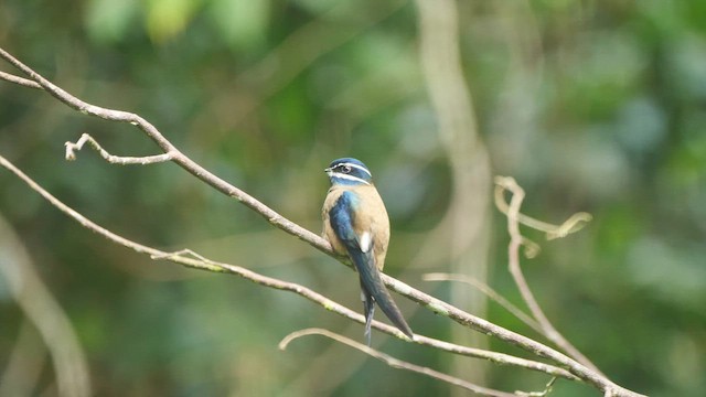 Whiskered Treeswift - ML618489558