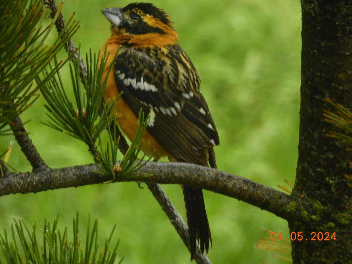 Black-headed Grosbeak - ML618489560