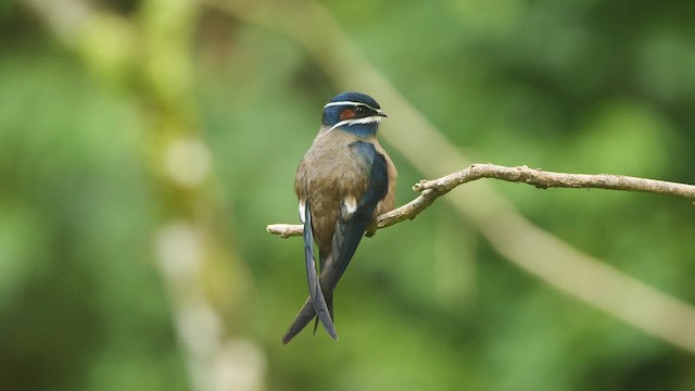 Whiskered Treeswift - ML618489563