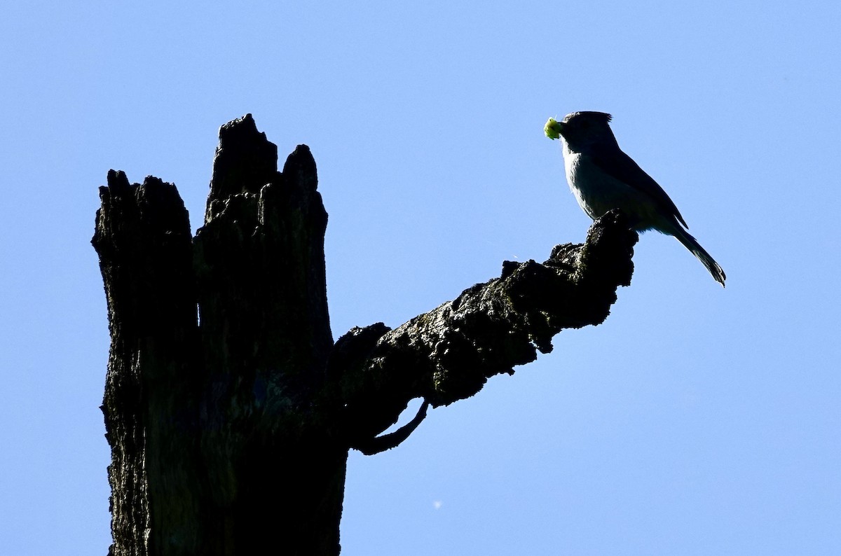 Oak Titmouse - ML618489570