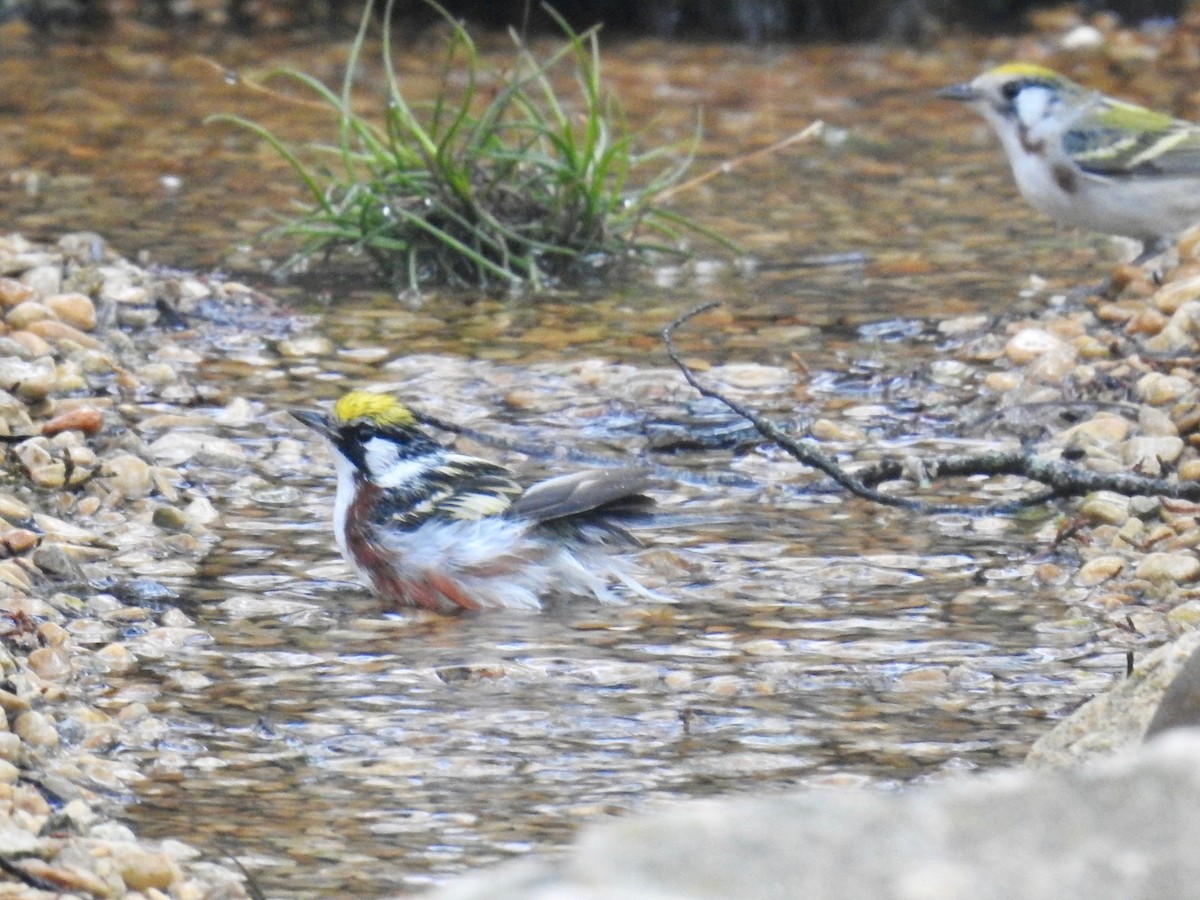 Chestnut-sided Warbler - Wendi Leonard