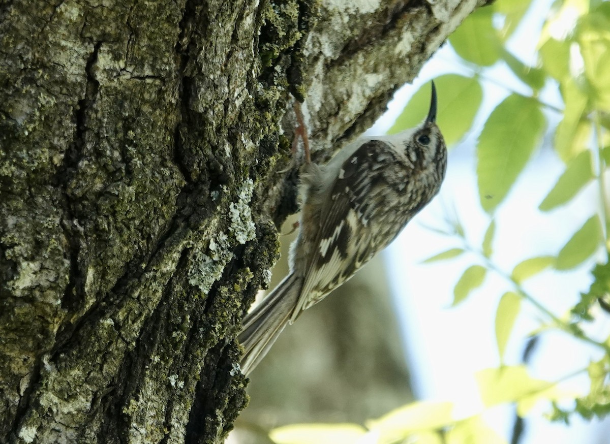 Brown Creeper - ML618489576