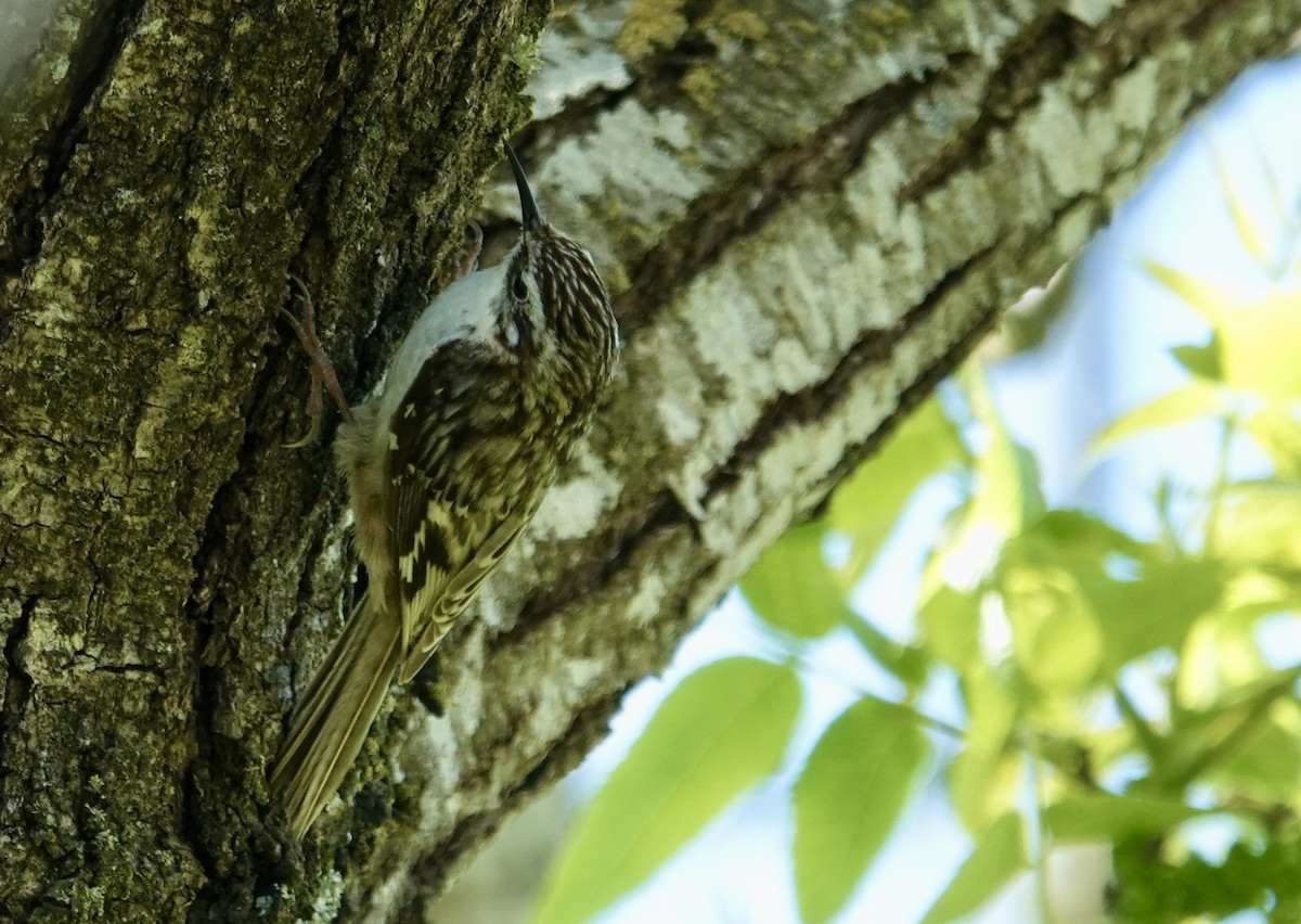 Brown Creeper - ML618489577