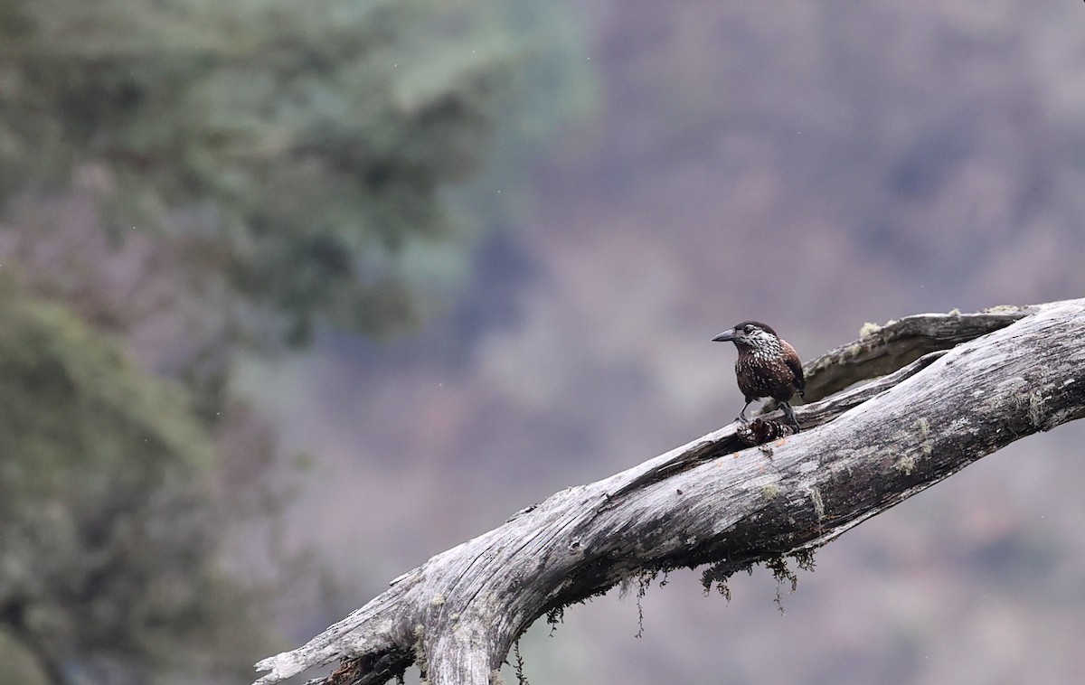 Southern Nutcracker - ML618489588