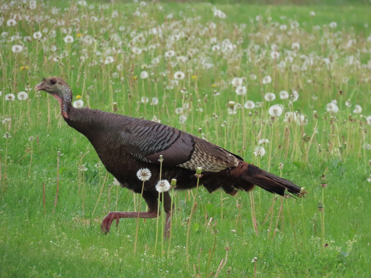 Wild Turkey - ML618489595