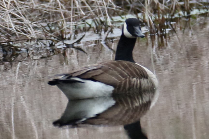 Canada Goose - ML618489610