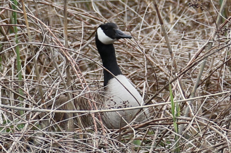 Canada Goose - michael vedder