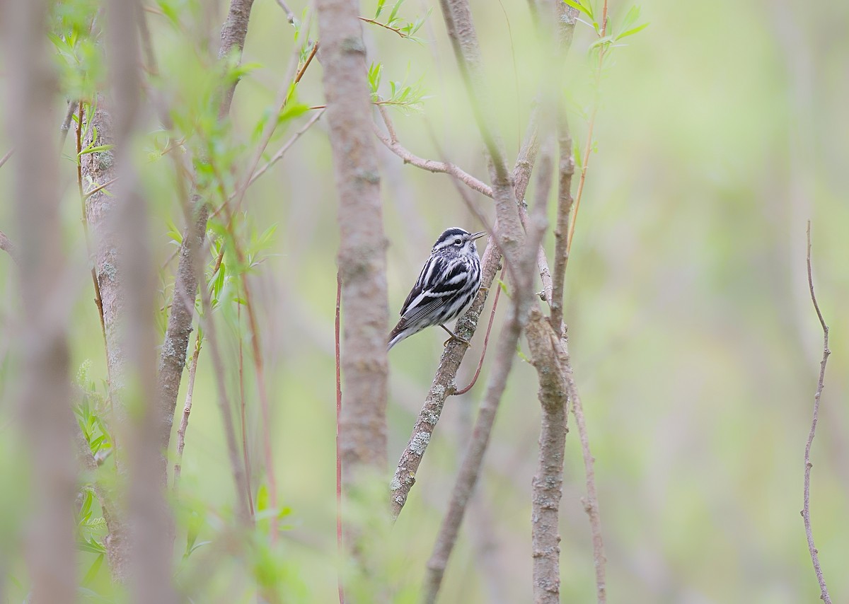 Black-and-white Warbler - ML618489623