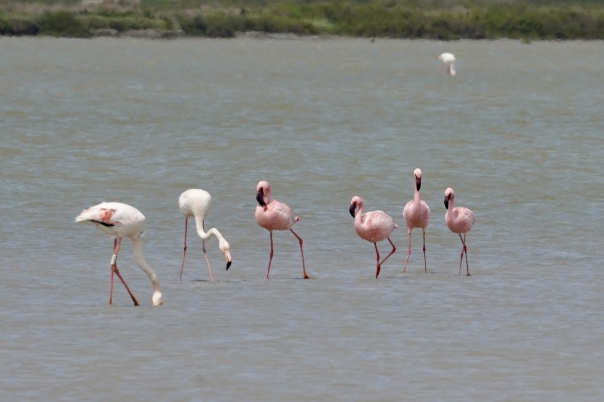 Lesser Flamingo - ML618489628