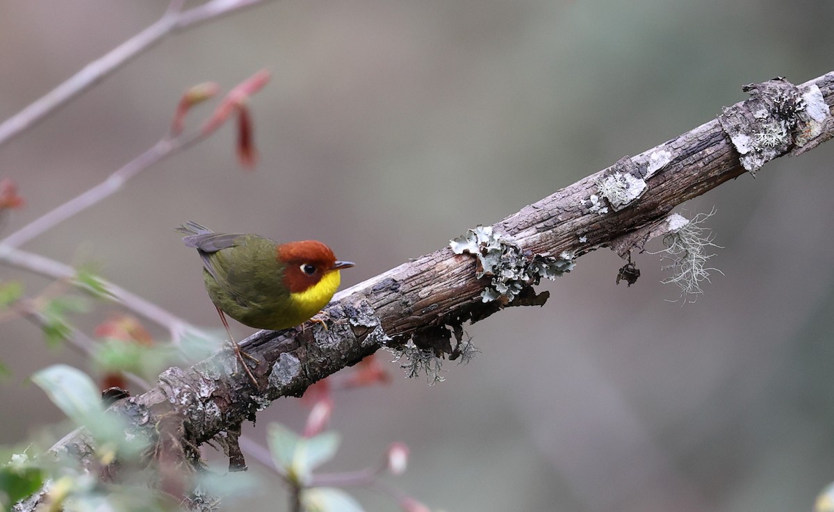 Chestnut-headed Tesia - ML618489629