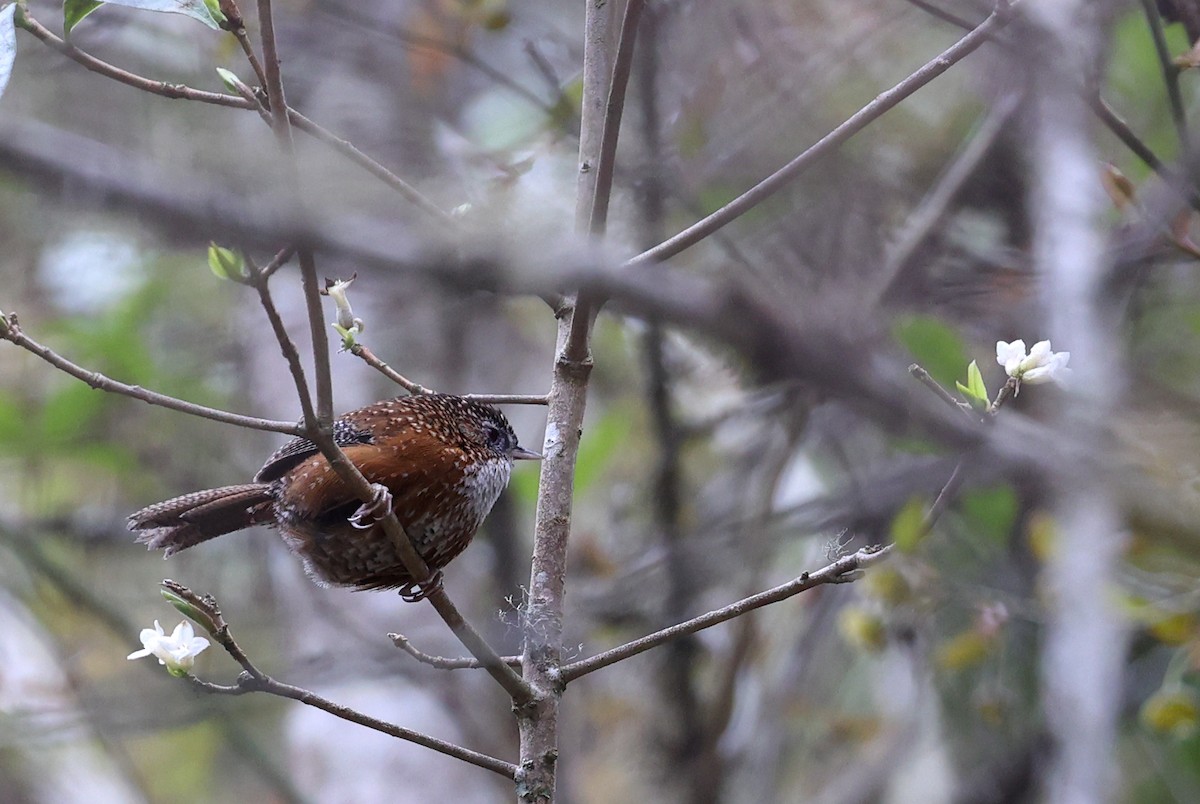 Bar-winged Wren-Babbler - ML618489645