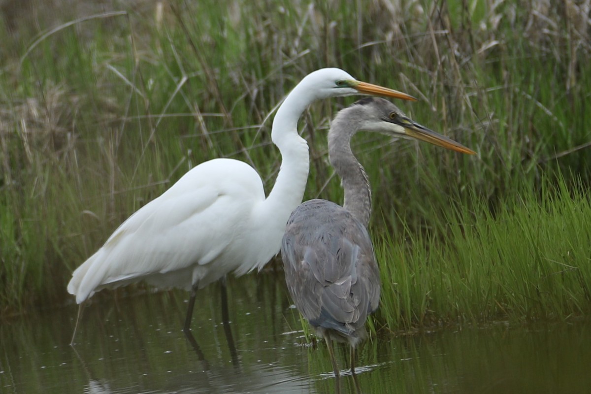 Great Egret - ML618489646