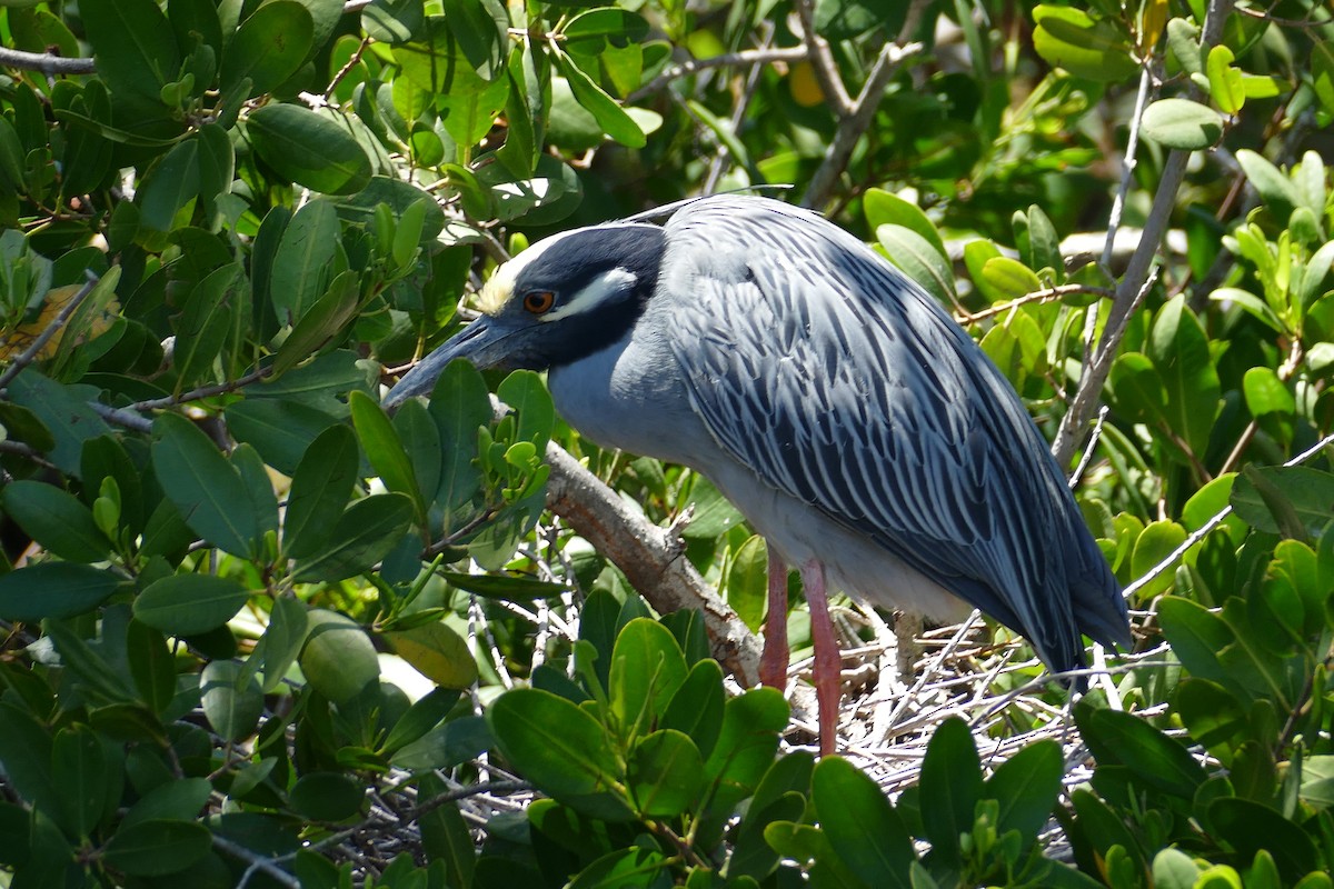 Yellow-crowned Night Heron - ML618489659