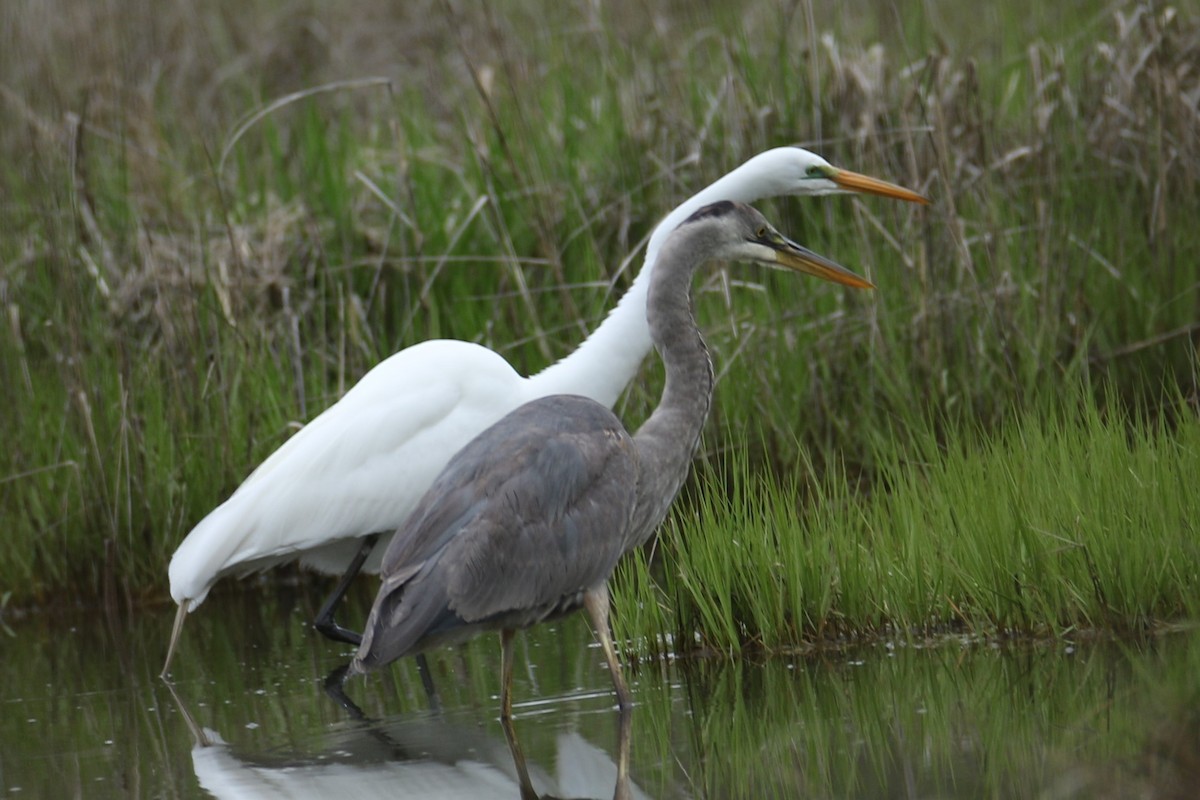 Great Blue Heron - ML618489661