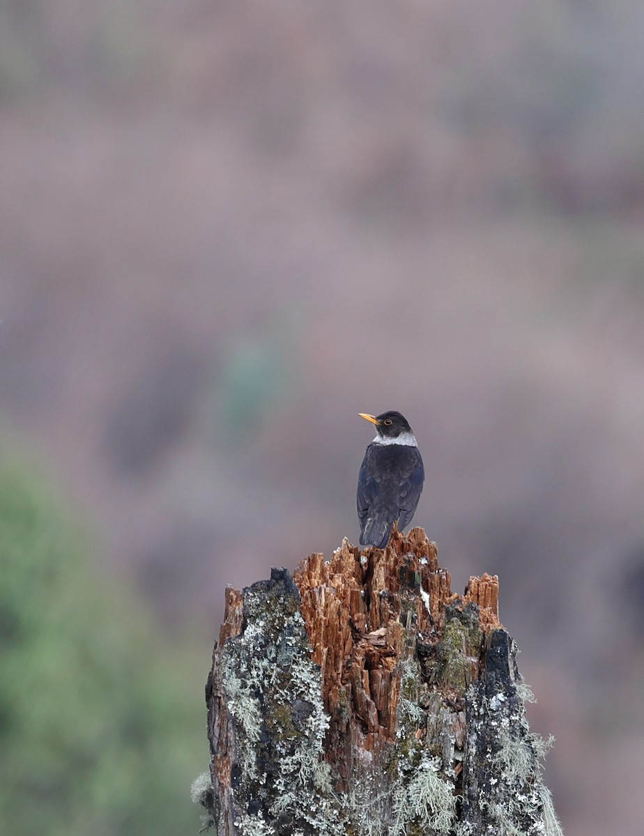 White-collared Blackbird - ML618489663