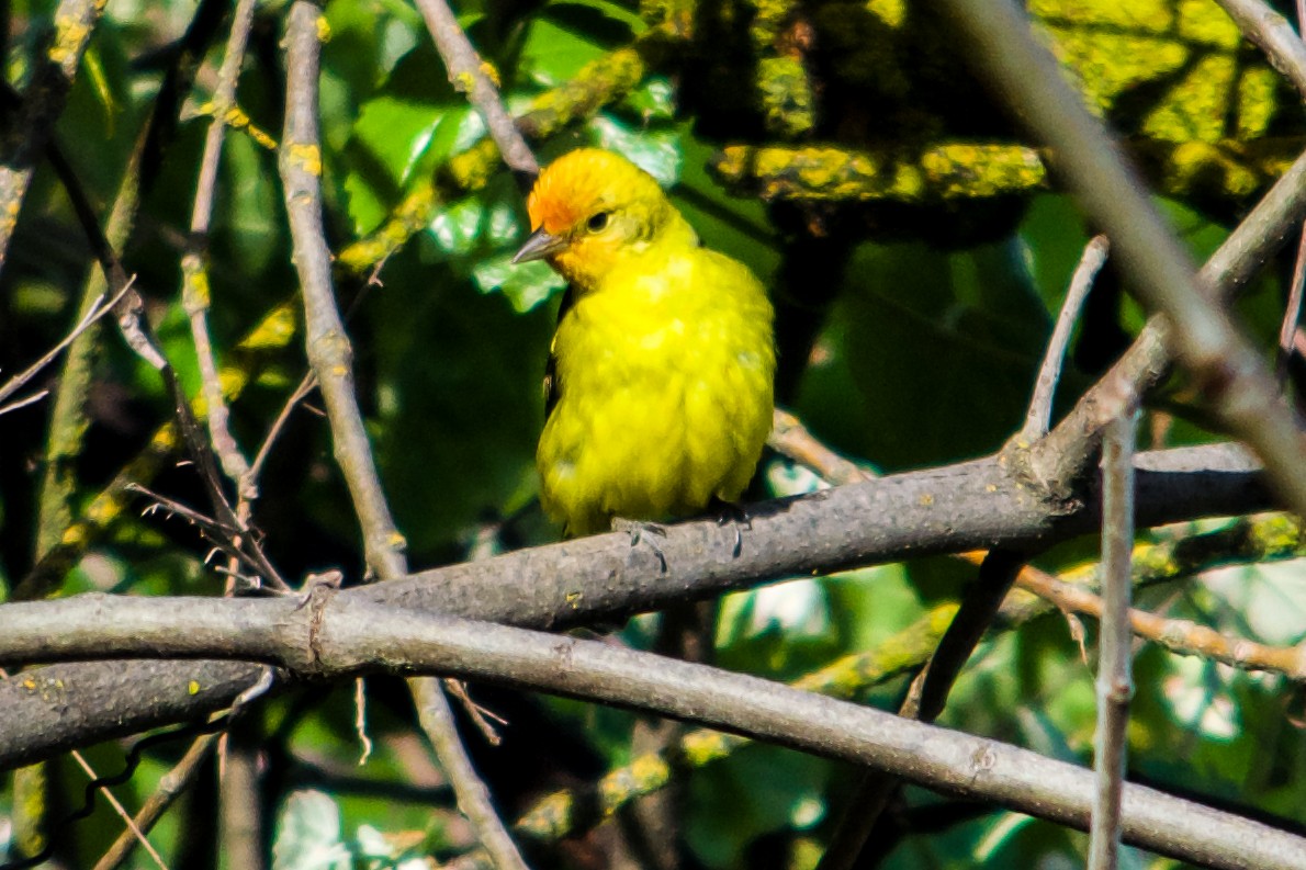 Western Tanager - ML618489665