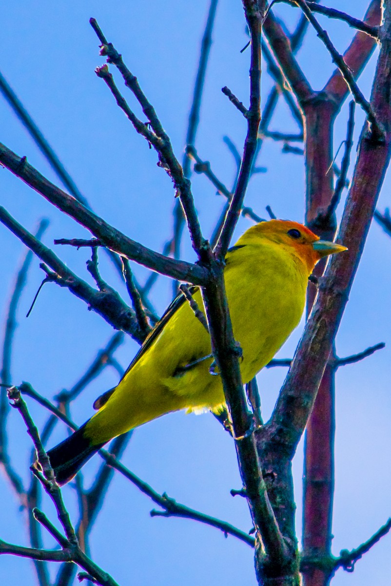 Western Tanager - ML618489666