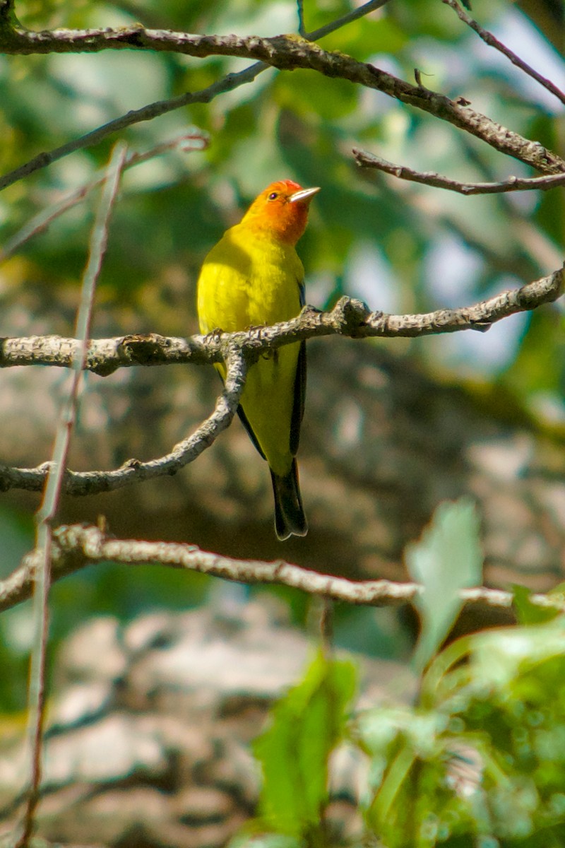 Western Tanager - ML618489667