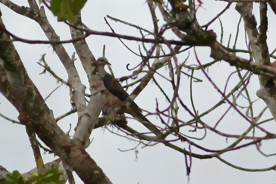 Barred Cuckoo-Dove - Joost Foppes