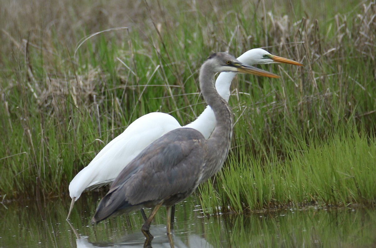 Great Blue Heron - ML618489674