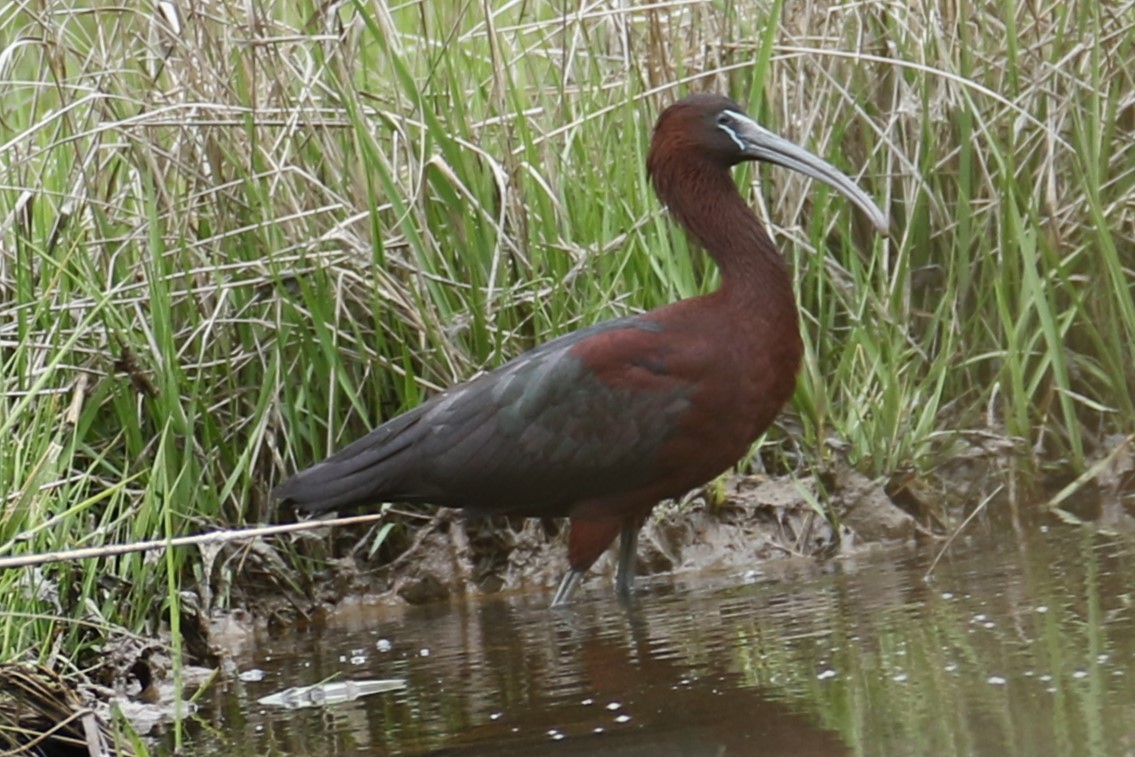 Glossy Ibis - michael vedder