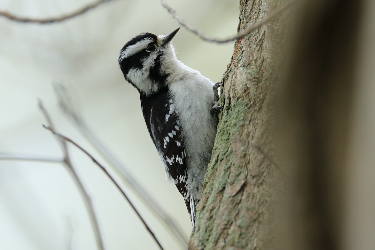 Downy Woodpecker - ML618489687