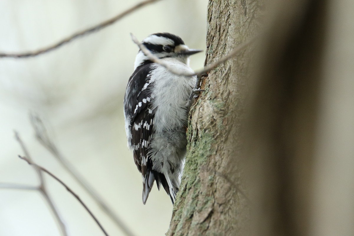 Downy Woodpecker - ML618489696