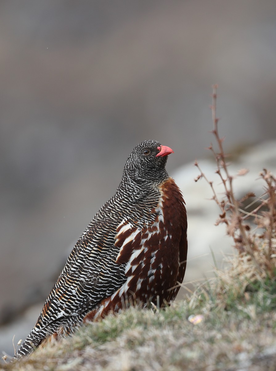 Snow Partridge - ML618489699