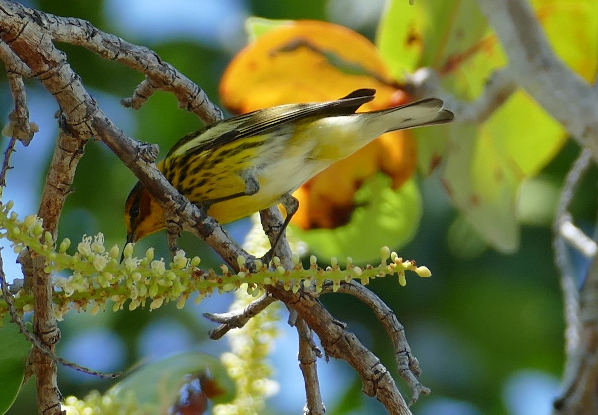 Cape May Warbler - ML618489702