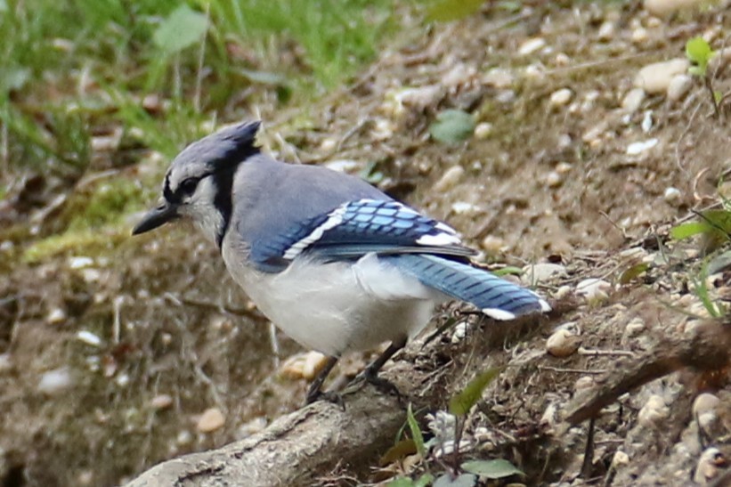 Blue Jay - michael vedder