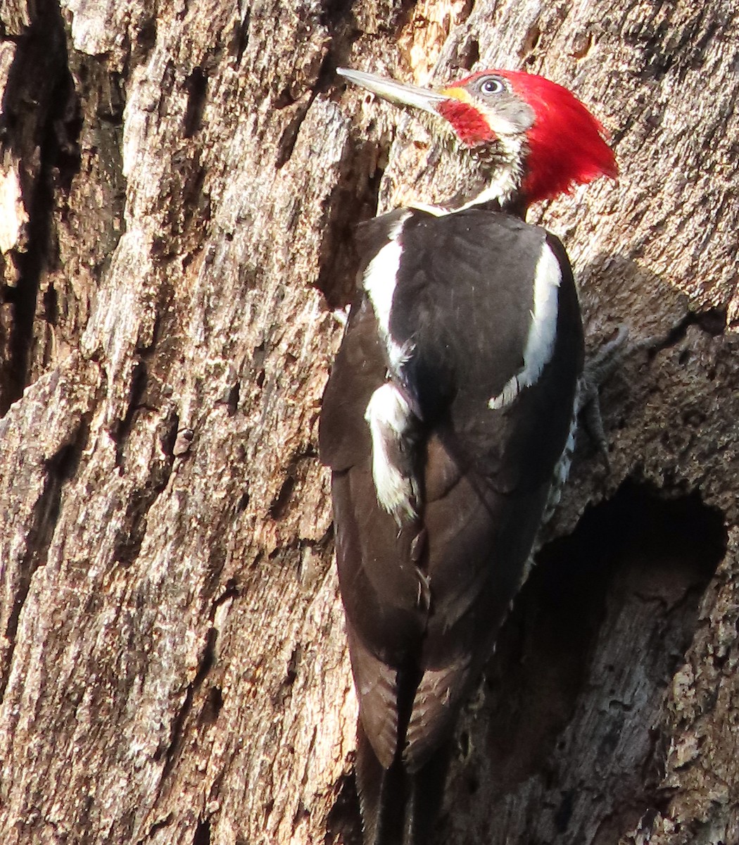 Lineated Woodpecker - Alfredo Correa