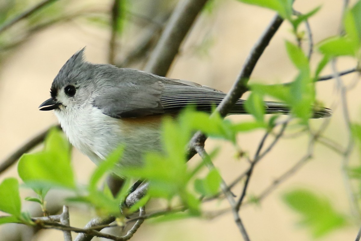 Tufted Titmouse - ML618489719