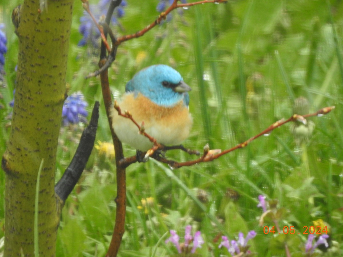 Lazuli Bunting - ML618489722