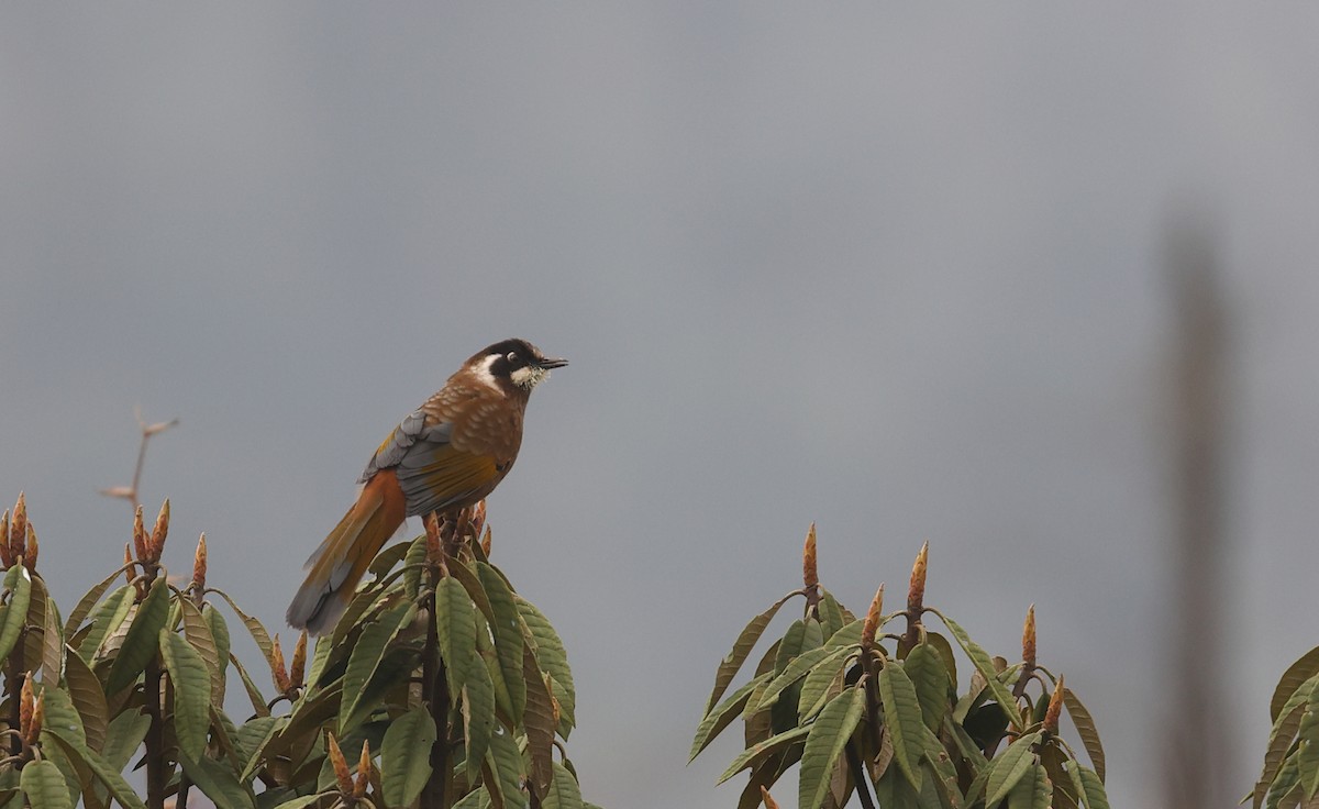Black-faced Laughingthrush - ML618489727