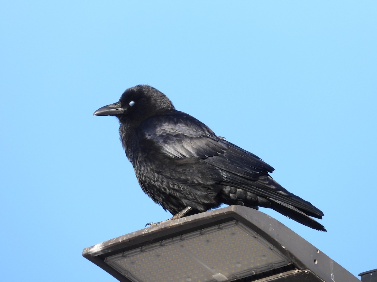 American Crow - Vince Hiebert