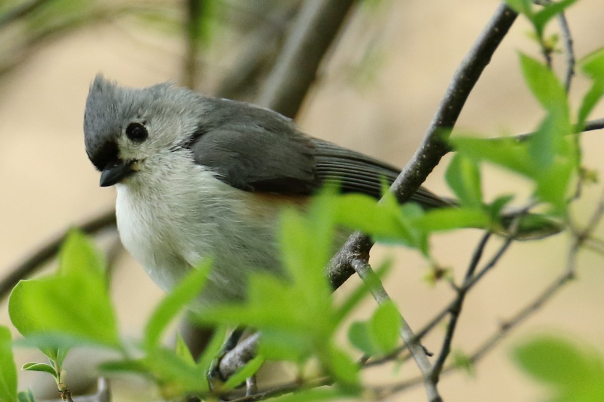 Tufted Titmouse - ML618489733