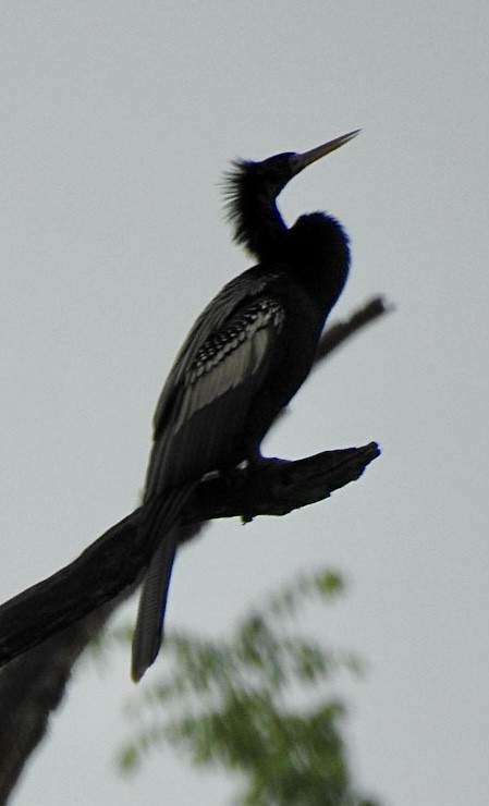 Anhinga - ML618489739