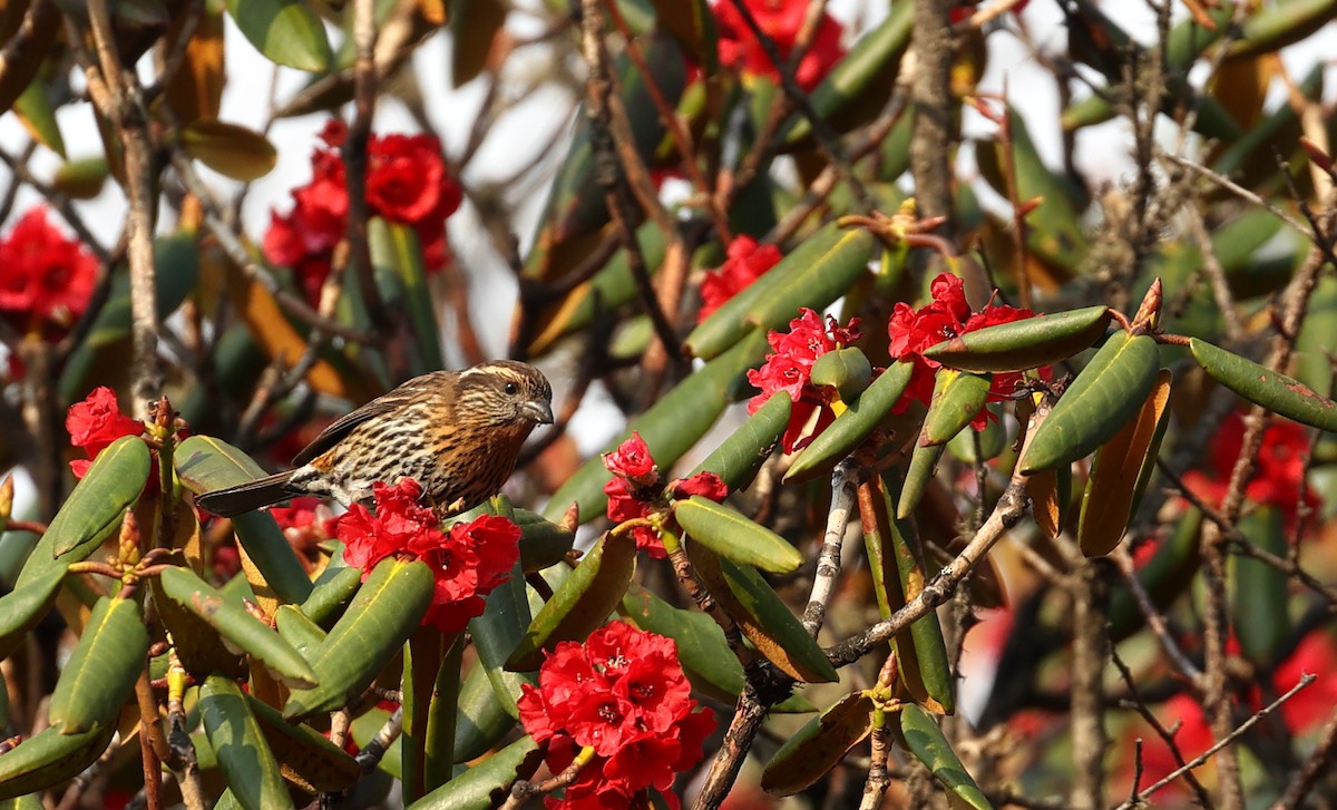 Himalayan White-browed Rosefinch - ML618489742