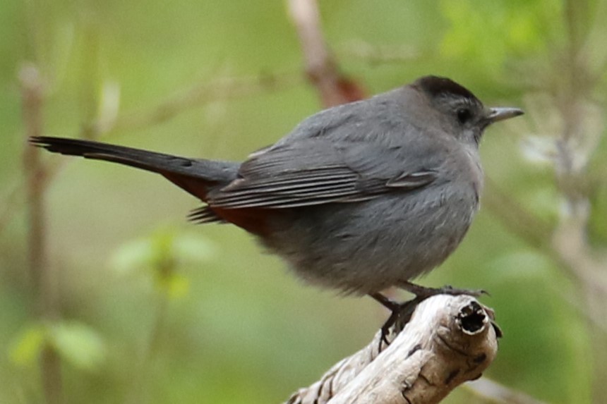 Gray Catbird - ML618489744