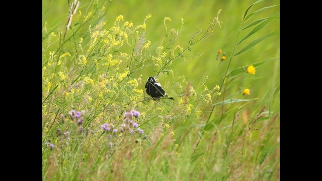 דרורן זהוב - ML618489747