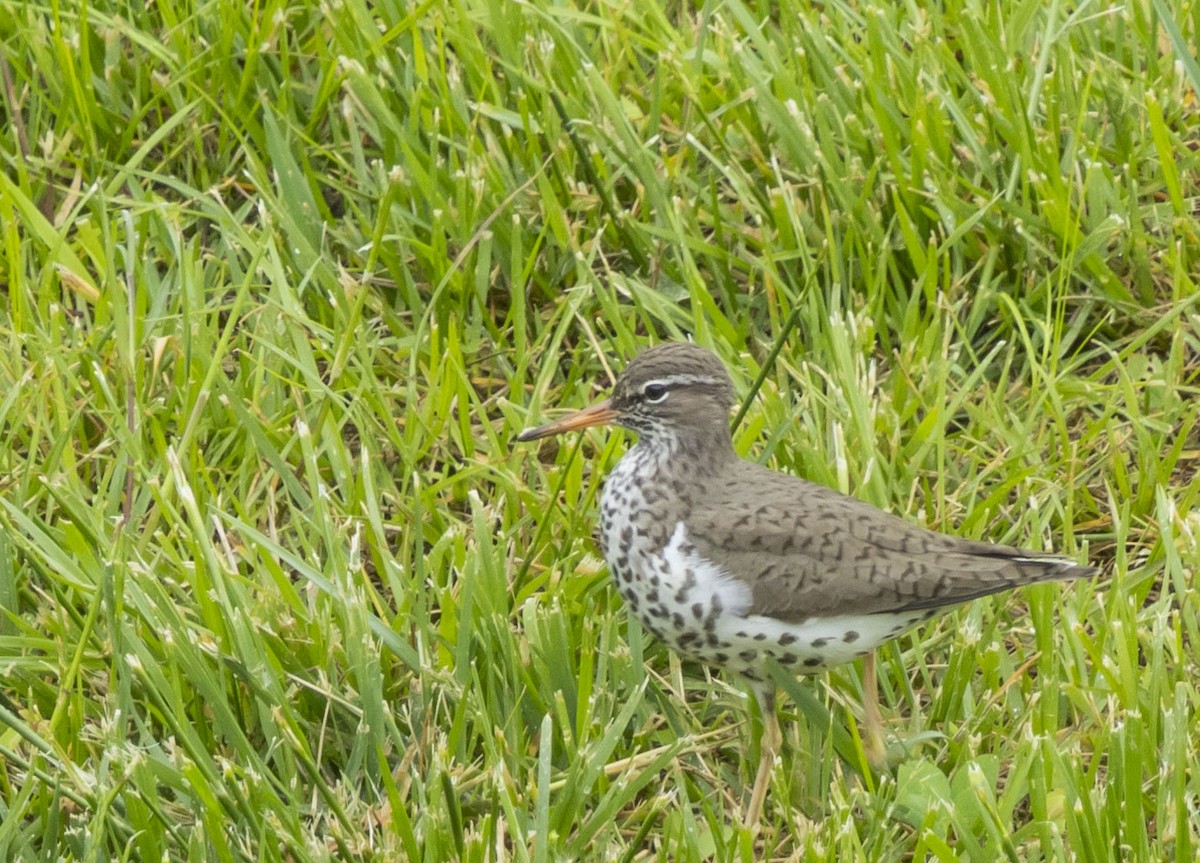 Spotted Sandpiper - ML618489750