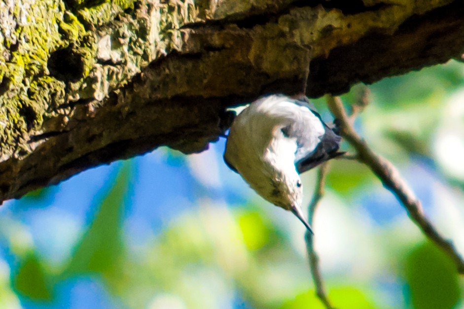 White-breasted Nuthatch - ML618489751